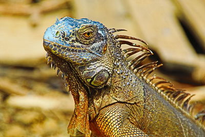 Close-up of lizard