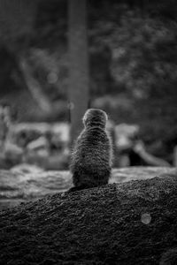 Rear view of cat sitting on rock