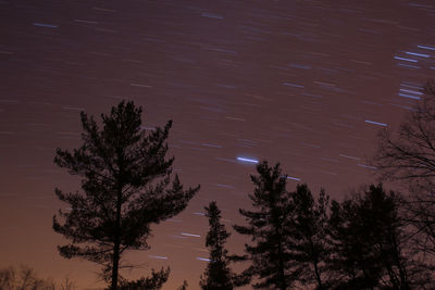 Low angle view of trees against star field