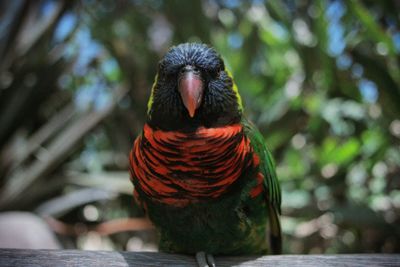 Close-up of parrot perching on tree