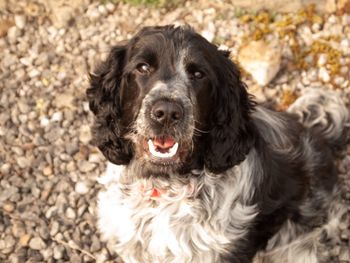 Close-up portrait of dog