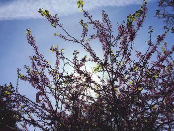 Low angle view of tree against sky