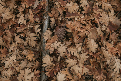 Full frame shot of dry leaves on field