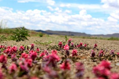 Close-up of flowers growing in field