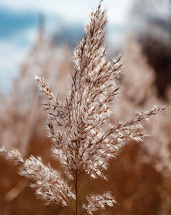 The partially weathered stems of the fluffy reeds sway in the wind.