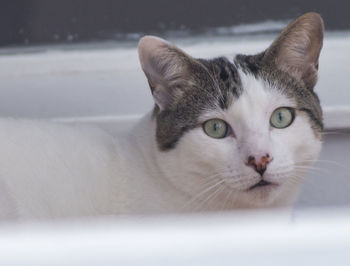 Close-up portrait of a cat