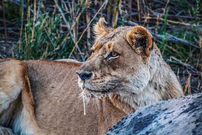 Close-up of lion