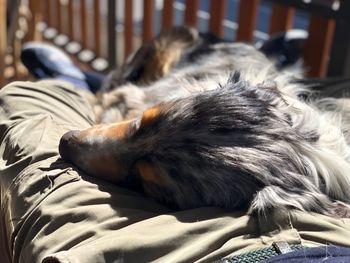 Close-up of dog sleeping on bed