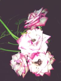 Close-up of pink rose against black background