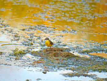 Close-up of yellow bird in water