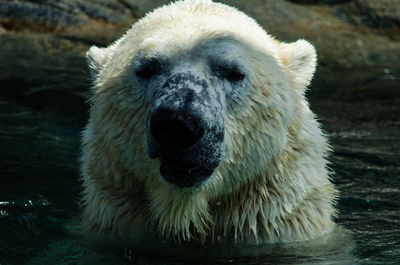 Close-up portrait of polar bear