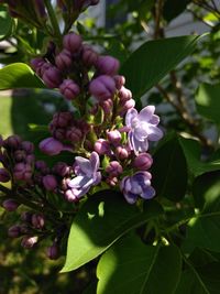 Close-up of pink flowering plant