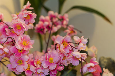 Close-up of pink flowering plant