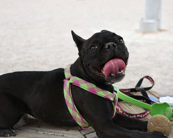 Close-up of black dog sitting outdoors