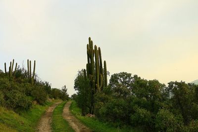 Panoramic shot of park against clear sky