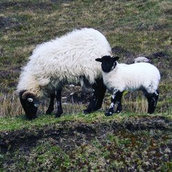 Sheep in a field