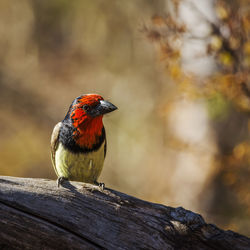 Close-up of a bird perching on wood