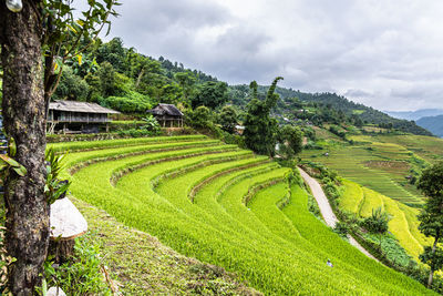 Scenic view of agricultural field against sky