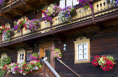 Low angle view of flowers growing on tree