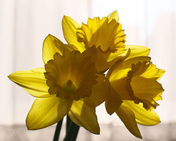 Close-up of yellow flowers