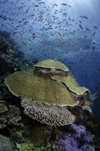 Close-up of fish swimming in sea