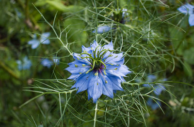 Close-up of flower