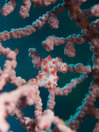 Close-up of coral in sea