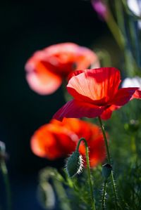 Close-up of red flowers