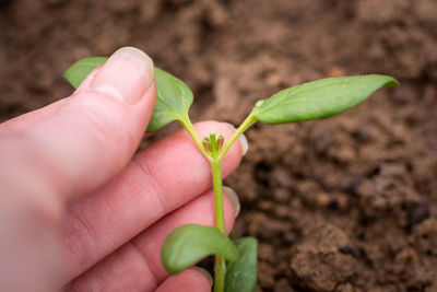 Cropped hand holding plant