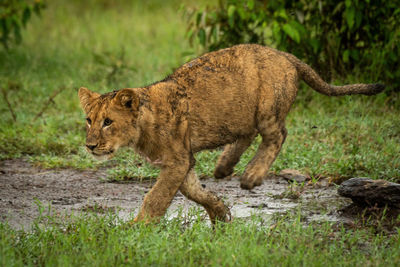 Side view of a cat walking on grass