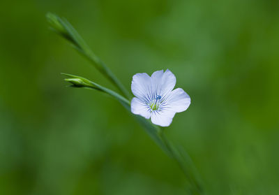 Close-up of white flowering plant