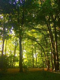 Trees in forest