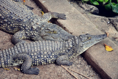 High angle view of crocodile in zoo