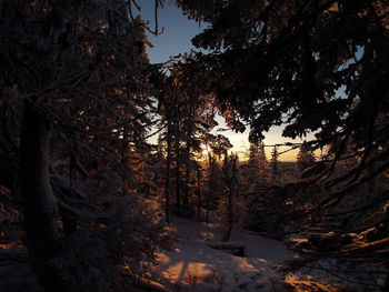 Trees in forest during winter