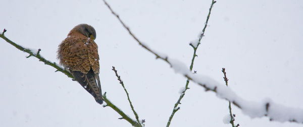 Close-up of bird perching on branch during winter