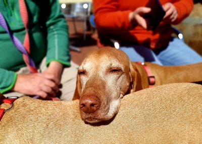 Close-up of dog