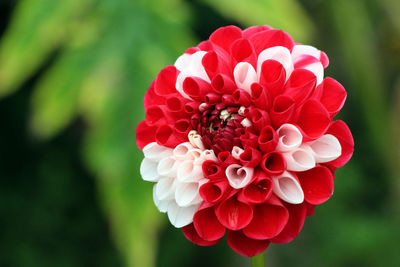 Close-up of pink flower