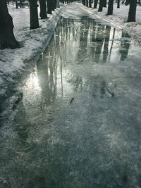 Reflection of trees in water