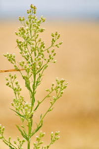 Close-up of flowering plant