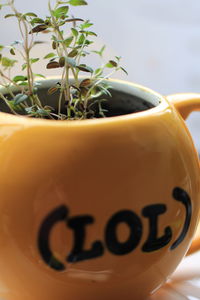 Close-up of potted plant on table