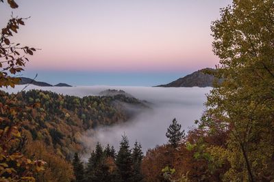 Scenic view of forest during sunset