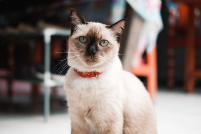 Close-up portrait of cat looking at camera