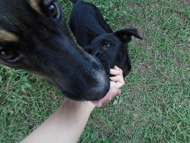 domestic animals, pets, dog, animal themes, one animal, mammal, grass, grassy, field, animal head, black color, part of, pet collar, one person, person, green color, close-up, canine, puppy