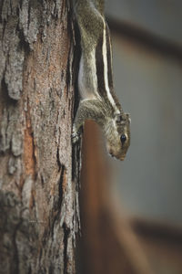 Close-up of squirrel on tree trunk