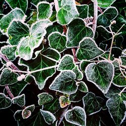 Full frame shot of green leaves