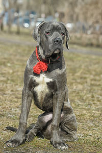 Portrait of dog sitting on field