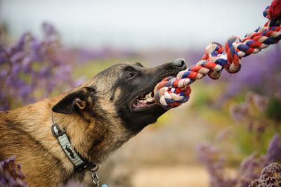 Side view of belgian malinois biting rope at field