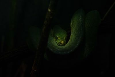 Close-up of lizard on leaf against black background