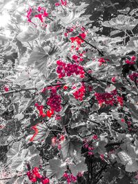 Full frame shot of red flowering plants