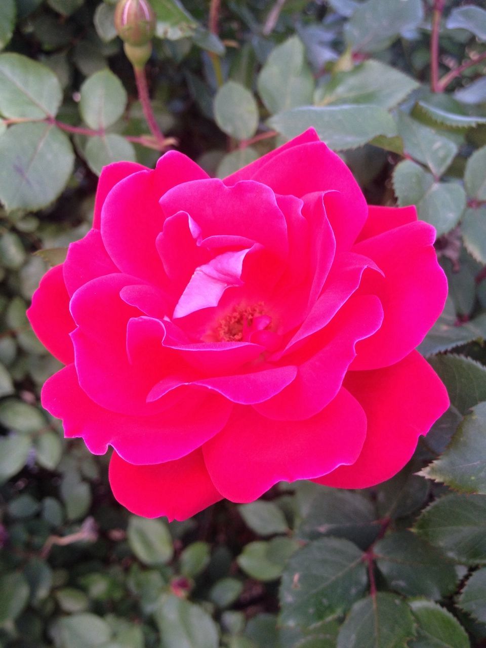 flower, petal, flower head, fragility, freshness, growth, close-up, focus on foreground, beauty in nature, blooming, nature, red, plant, rose - flower, pink color, single flower, in bloom, day, park - man made space, outdoors